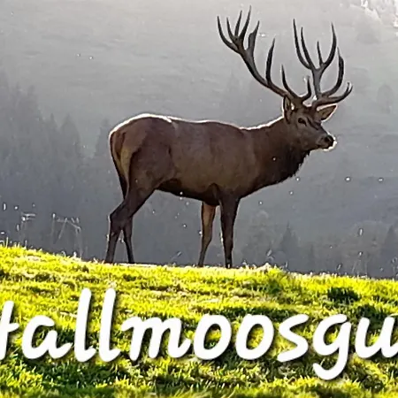 Hallmoosgut Apartment St. Johann im Pongau