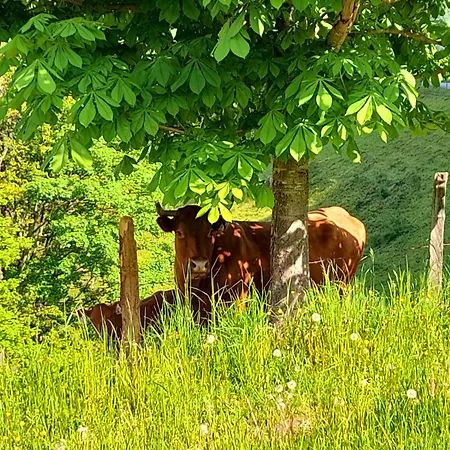 Hallmoosgut * Sankt Johann im Pongau