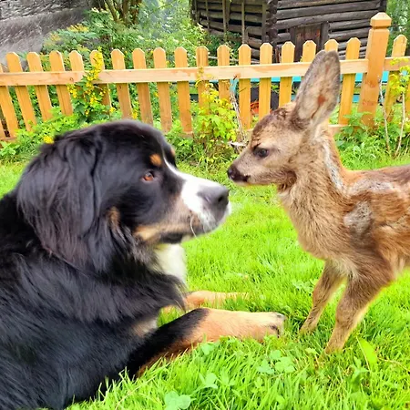 Hallmoosgut Apartmán