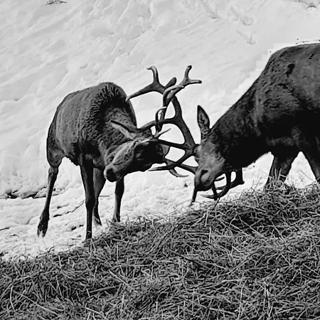 Hallmoosgut Apartment *