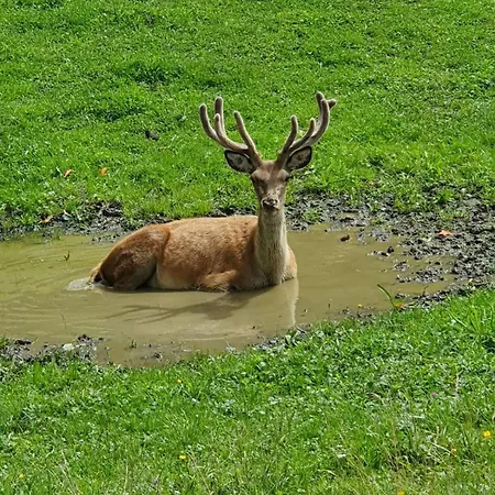 Apartment Hallmoosgut