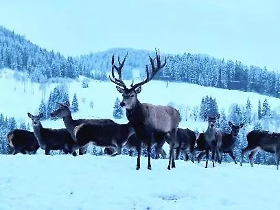 Apartmán Hallmoosgut *