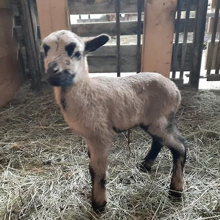 Apartmán Hallmoosgut