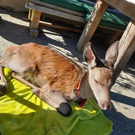 Hallmoosgut St. Johann im Pongau